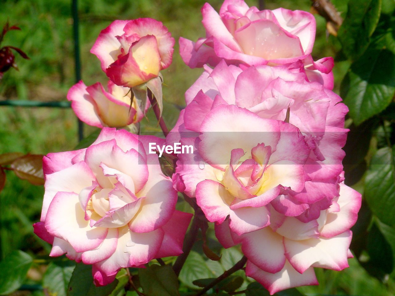 CLOSE-UP OF PINK FLOWER BLOOMING OUTDOORS