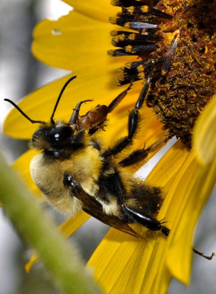 HONEY BEE POLLINATING ON YELLOW FLOWER