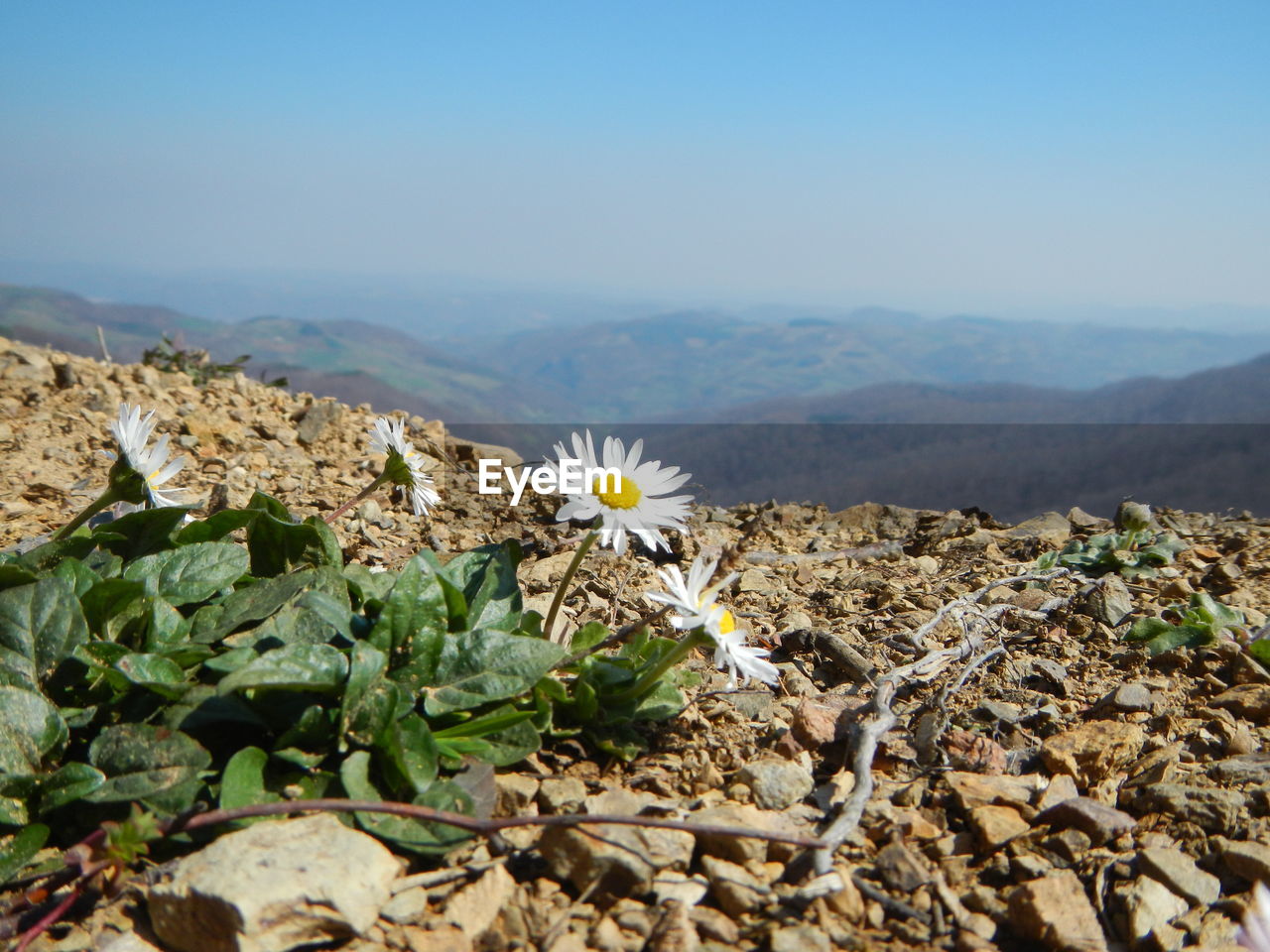 Close-up of flowers blooming on mountain