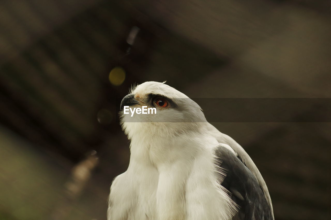 Black-winged kite - elanus caeruleus headshot