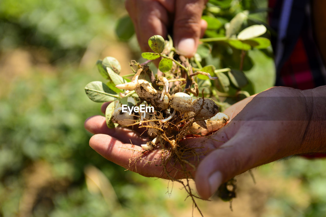 Peanut seeds in hands. growing peanuts. peanut bush.