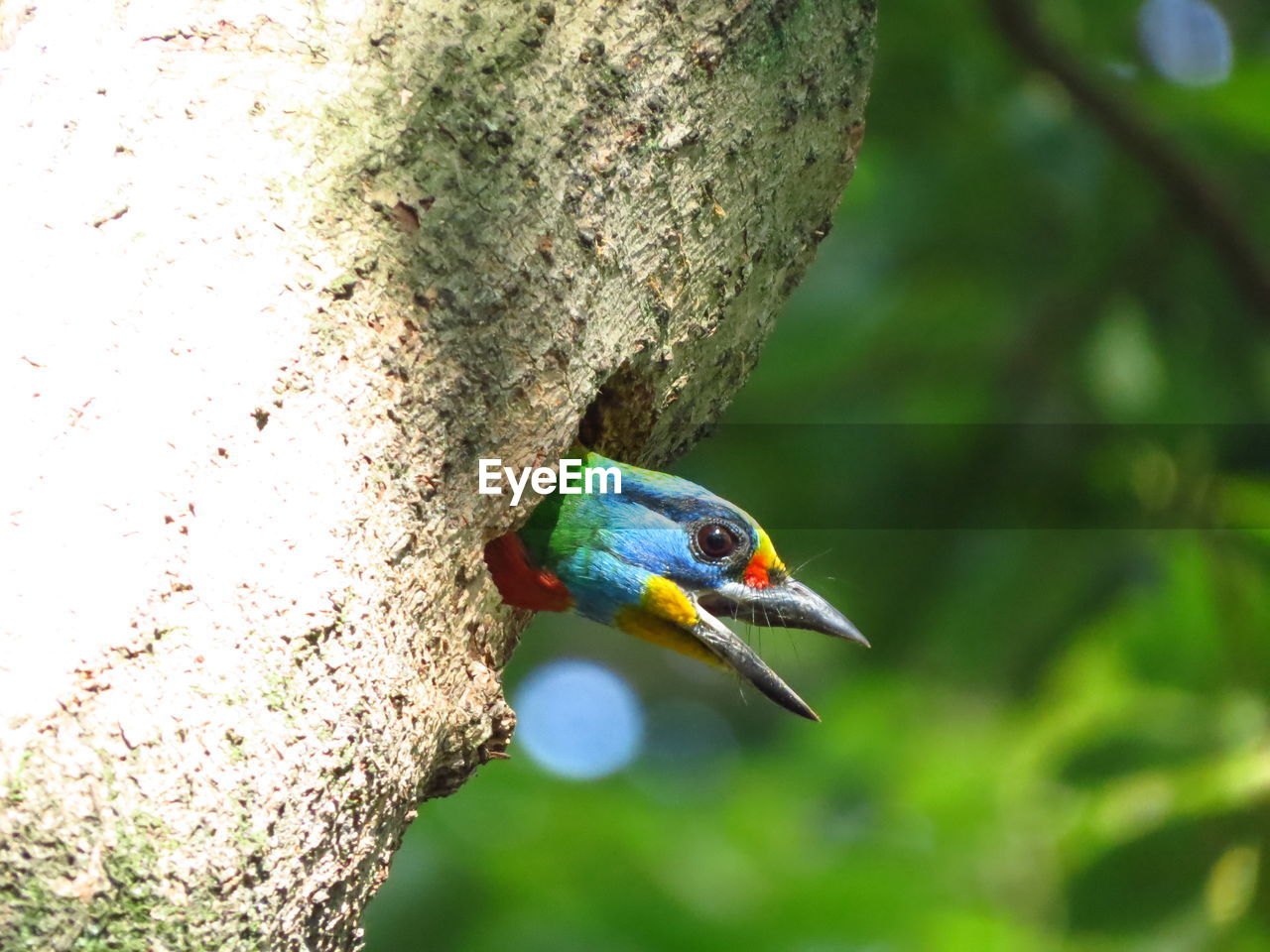 CLOSE-UP OF BIRD PERCHING ON TREE TRUNK