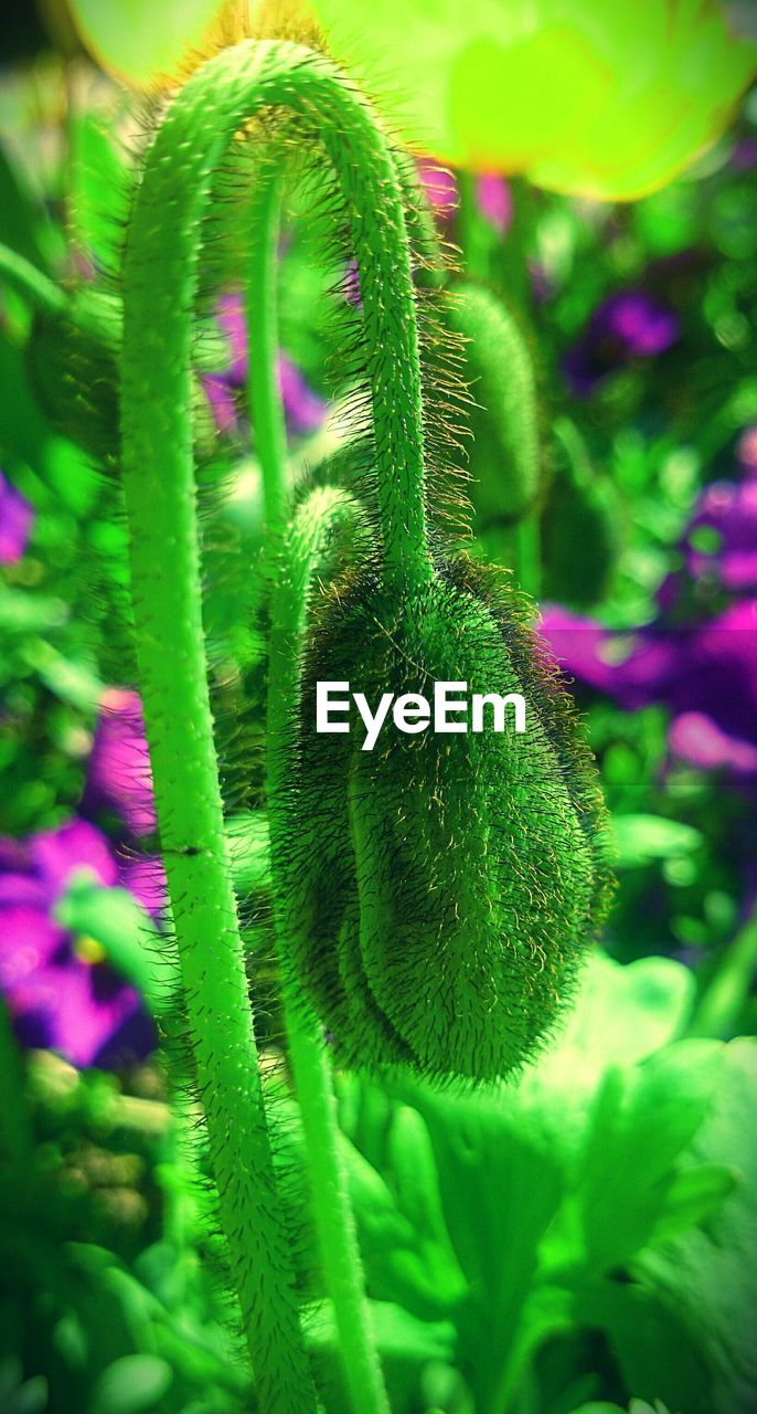 New poppy bud with hairs on stem