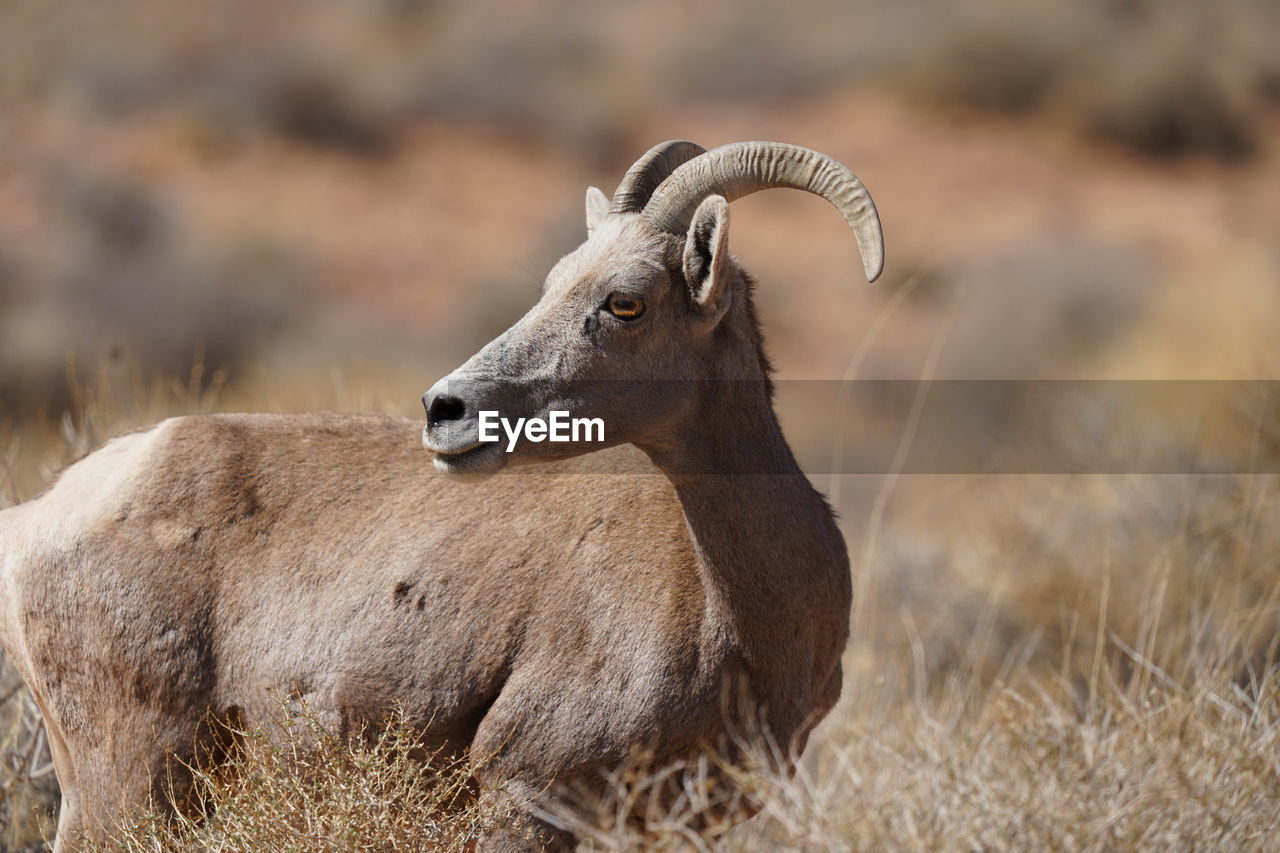 Sheep  standing on field