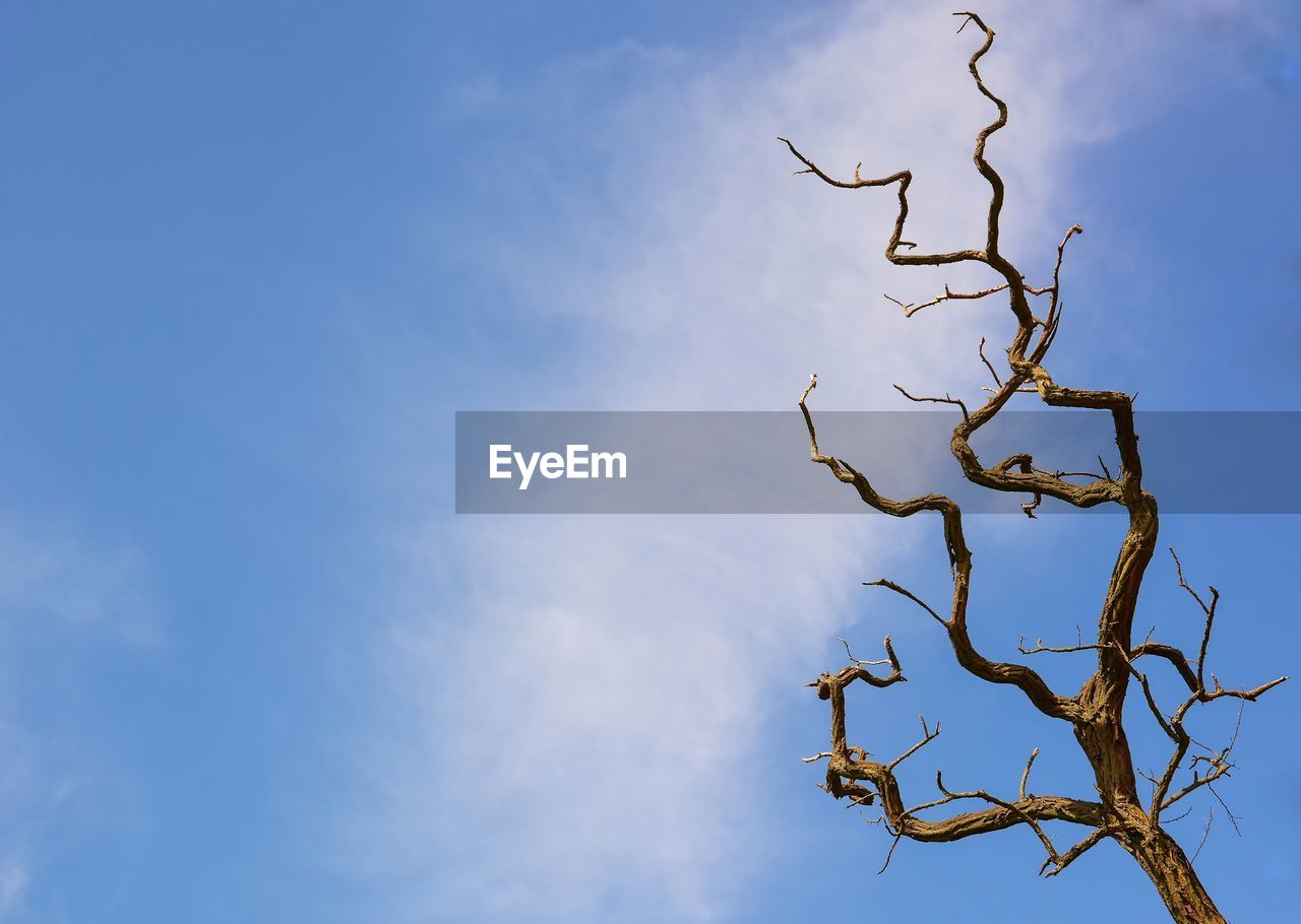 Low angle view of bare tree against sky