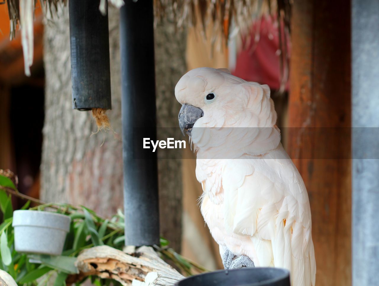 Close-up of cockatoo perching on railing