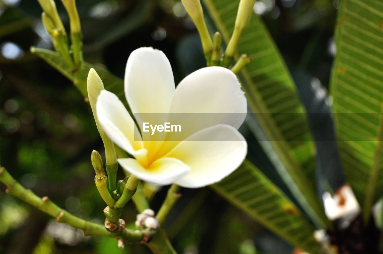 CLOSE-UP OF FLOWER