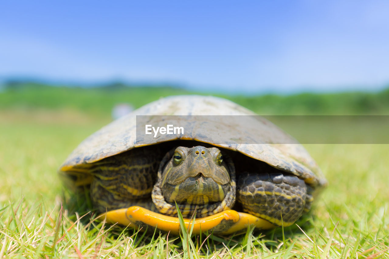 turtle, animal themes, animal, tortoise, one animal, reptile, animal wildlife, grass, nature, wildlife, shell, plant, animal shell, tortoise shell, no people, portrait, close-up, outdoors, copy space, day, grassland, boredom, land, environment, sky