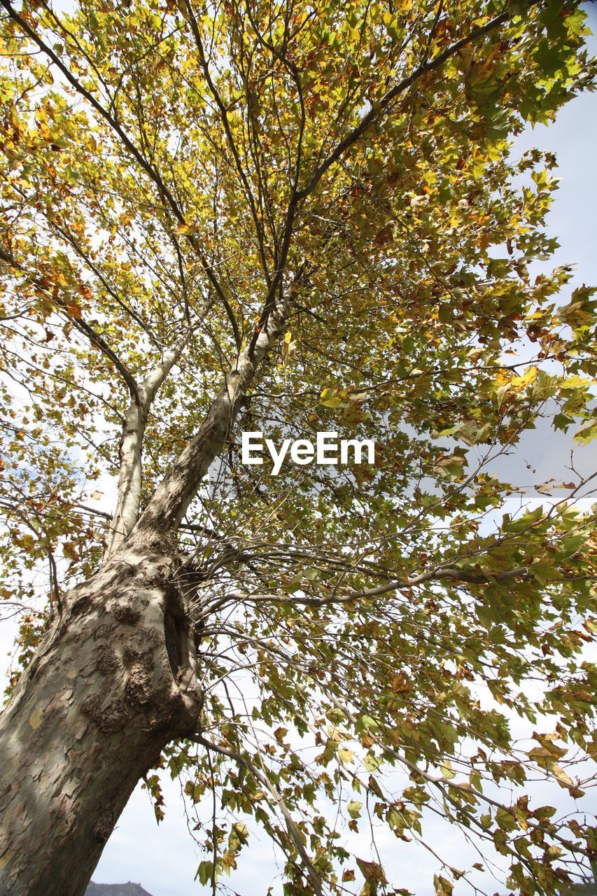 CLOSE-UP LOW ANGLE VIEW OF TREE AGAINST SKY