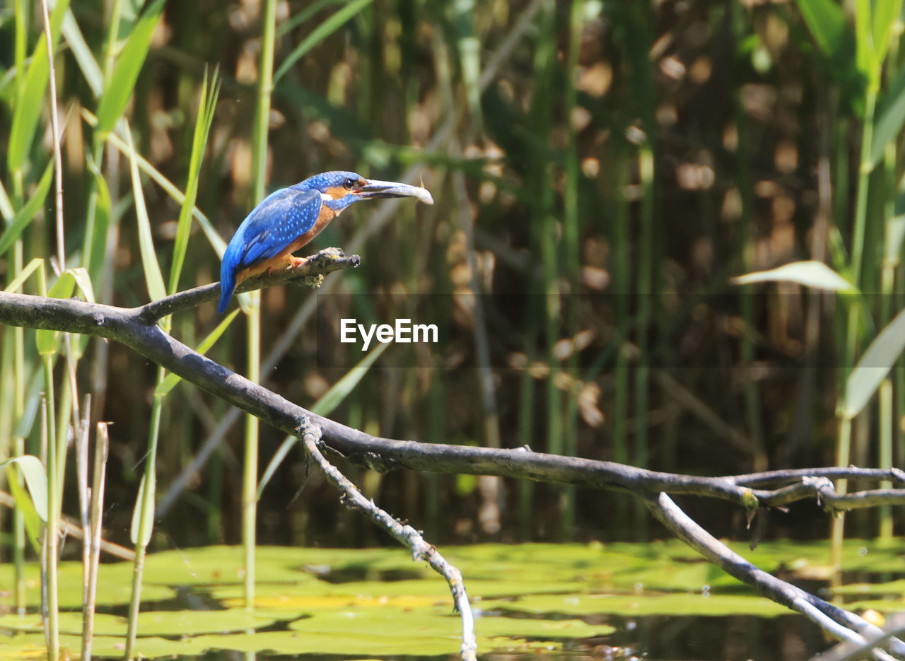 BLUE HERON PERCHING ON A BRANCH