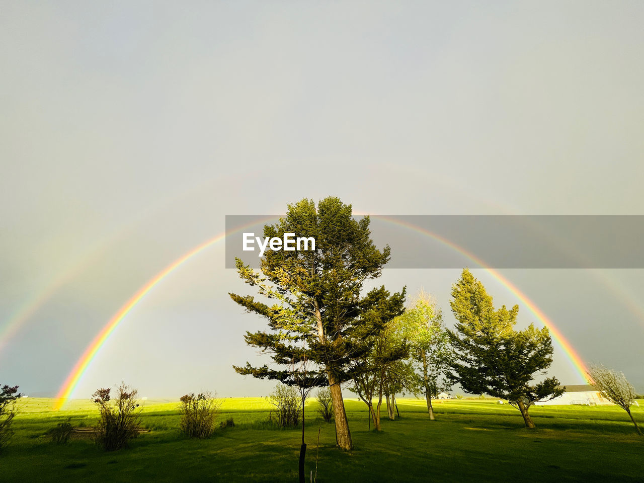 rainbow, tree, plant, beauty in nature, sky, environment, scenics - nature, grass, nature, landscape, tranquility, sunlight, tranquil scene, land, field, cloud, double rainbow, idyllic, green, multi colored, no people, non-urban scene, rural scene, outdoors, meadow, plain, morning, day, dramatic sky, natural phenomenon, summer, horizon, spectrum, forest, sun, storm, yellow, sunbeam, light - natural phenomenon, wet, rain
