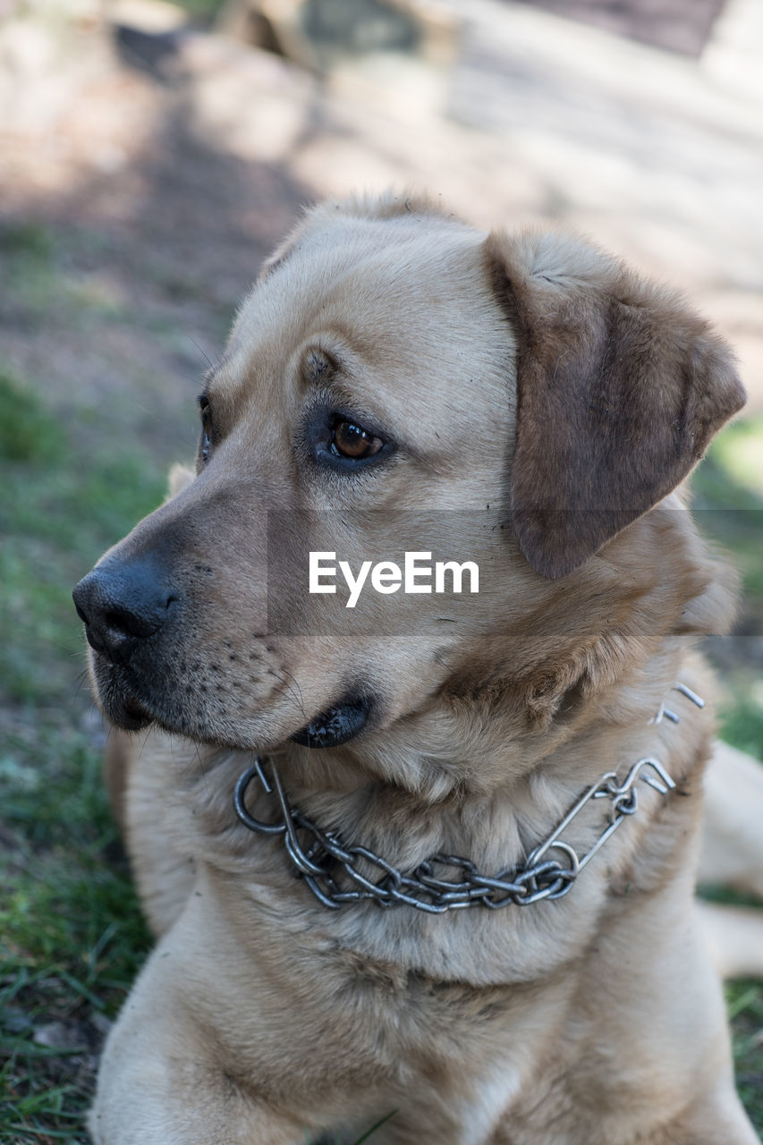 Close-up of dog looking away