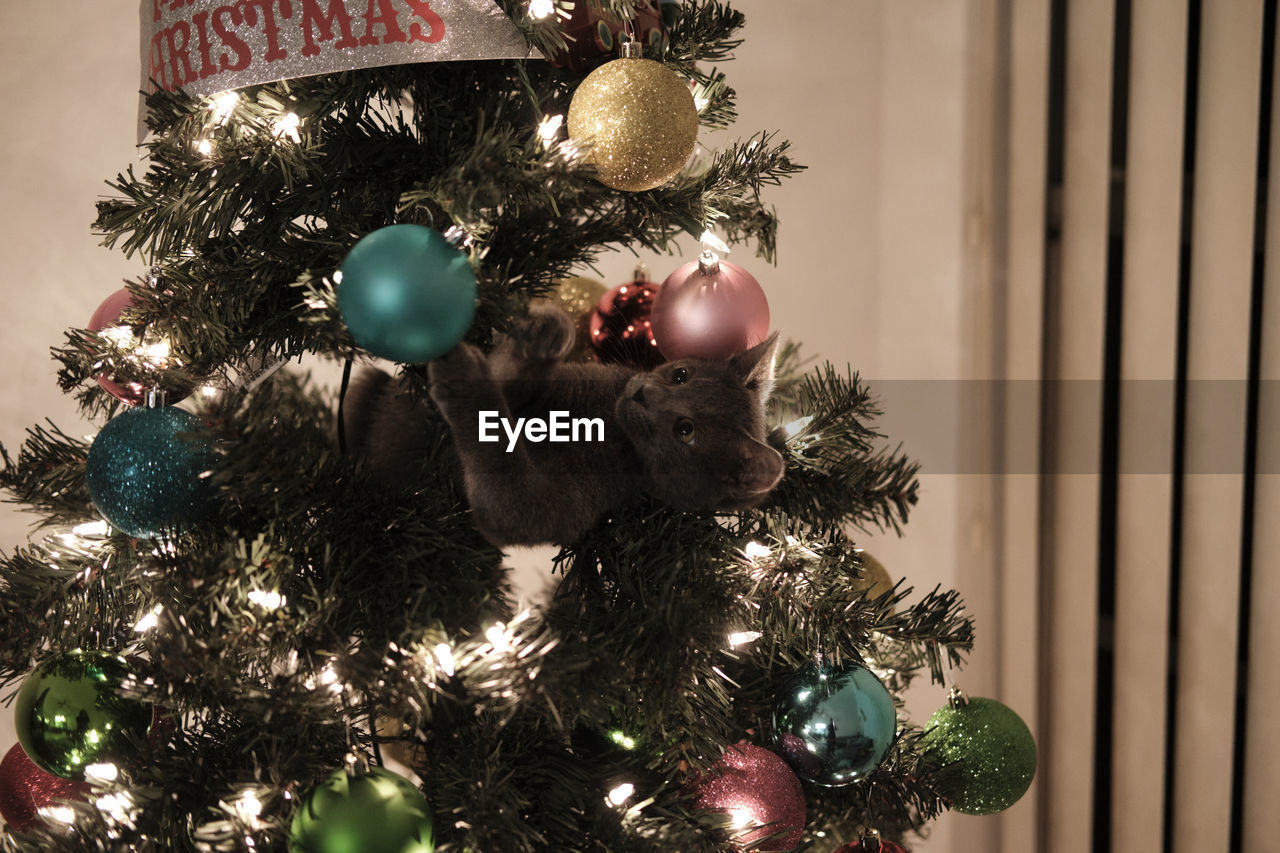 Small gray kitten in a christmas tree