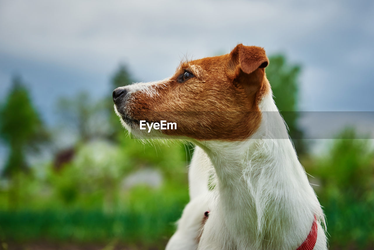 Dog portrait close up at green grass background