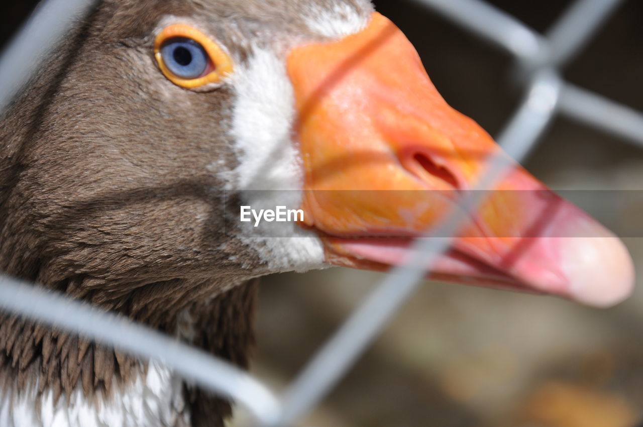 Close-up of a bird goose 