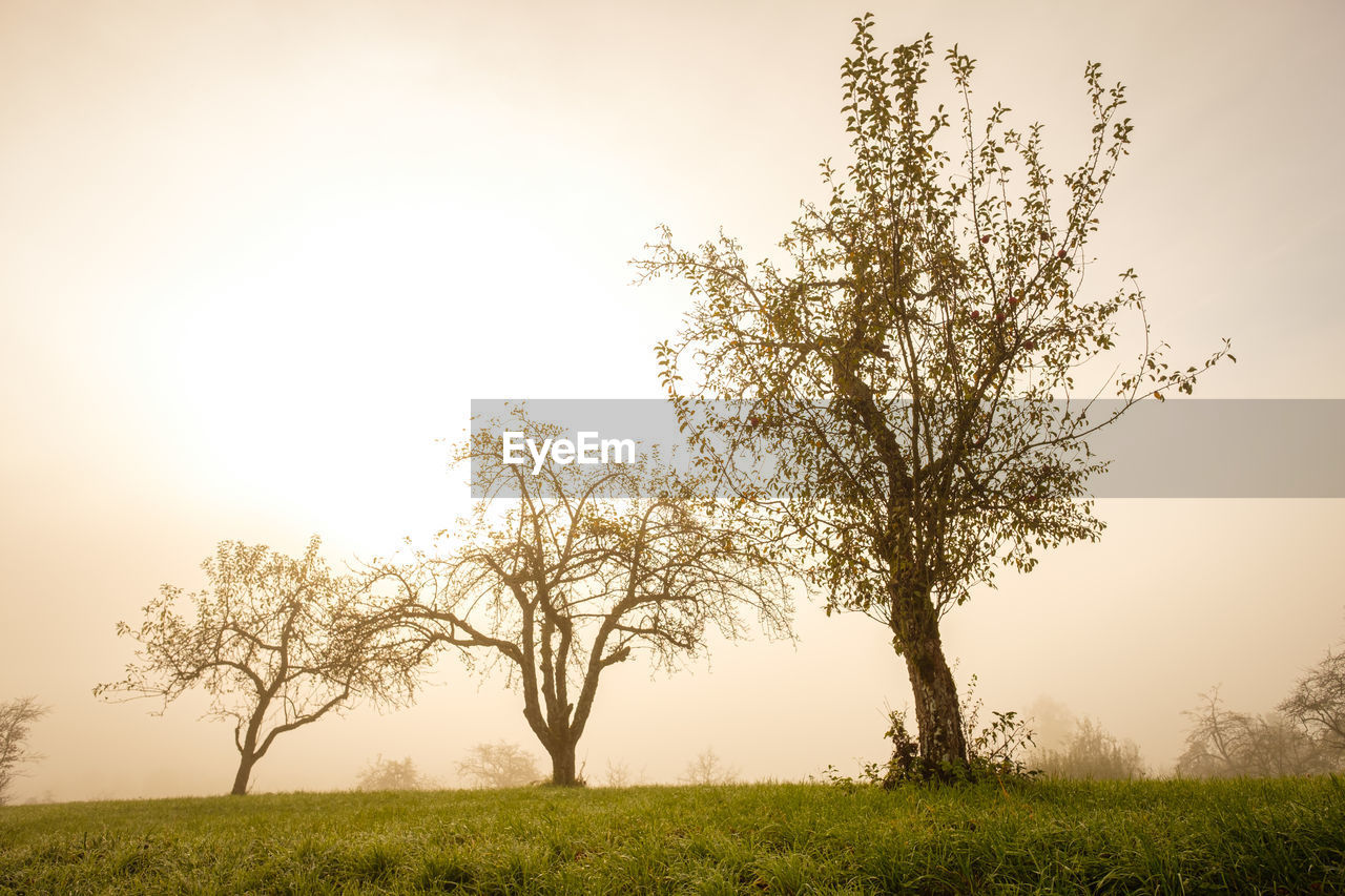 TREES ON FIELD AGAINST SKY