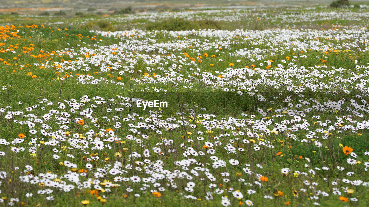 Close-up of white flowering plants on field