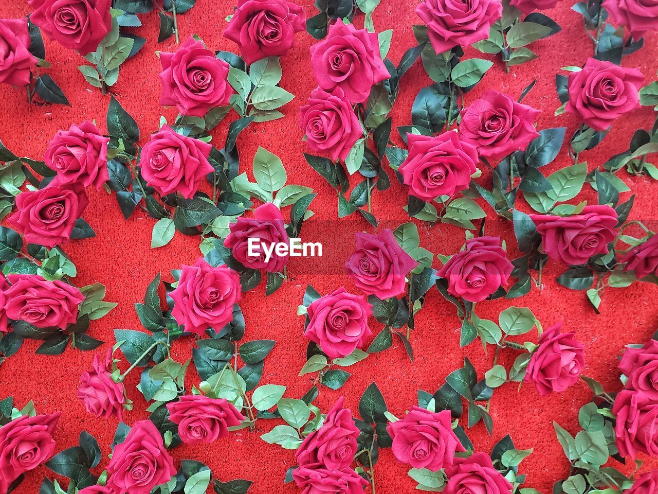 Full frame shot of wall decorated with red roses