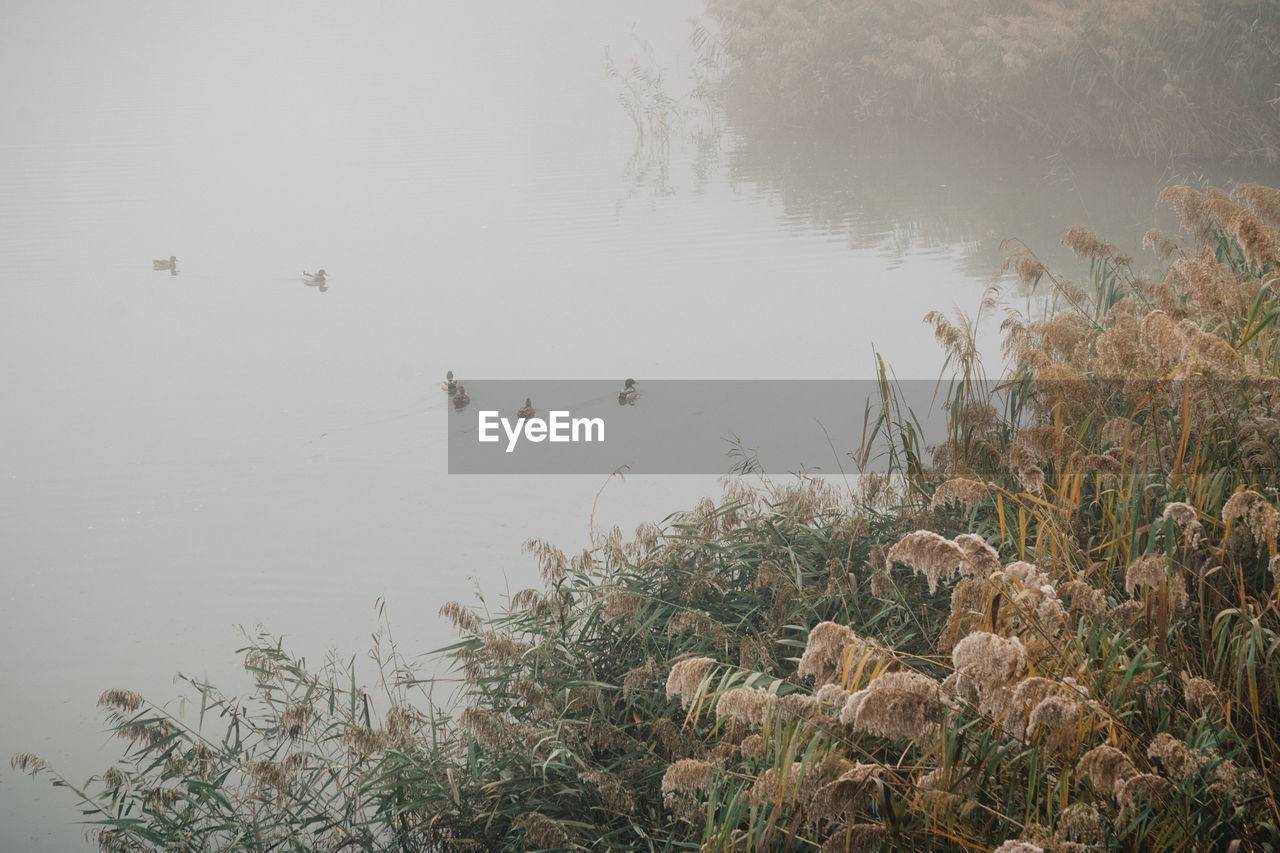 VIEW OF DUCKS SWIMMING IN LAKE