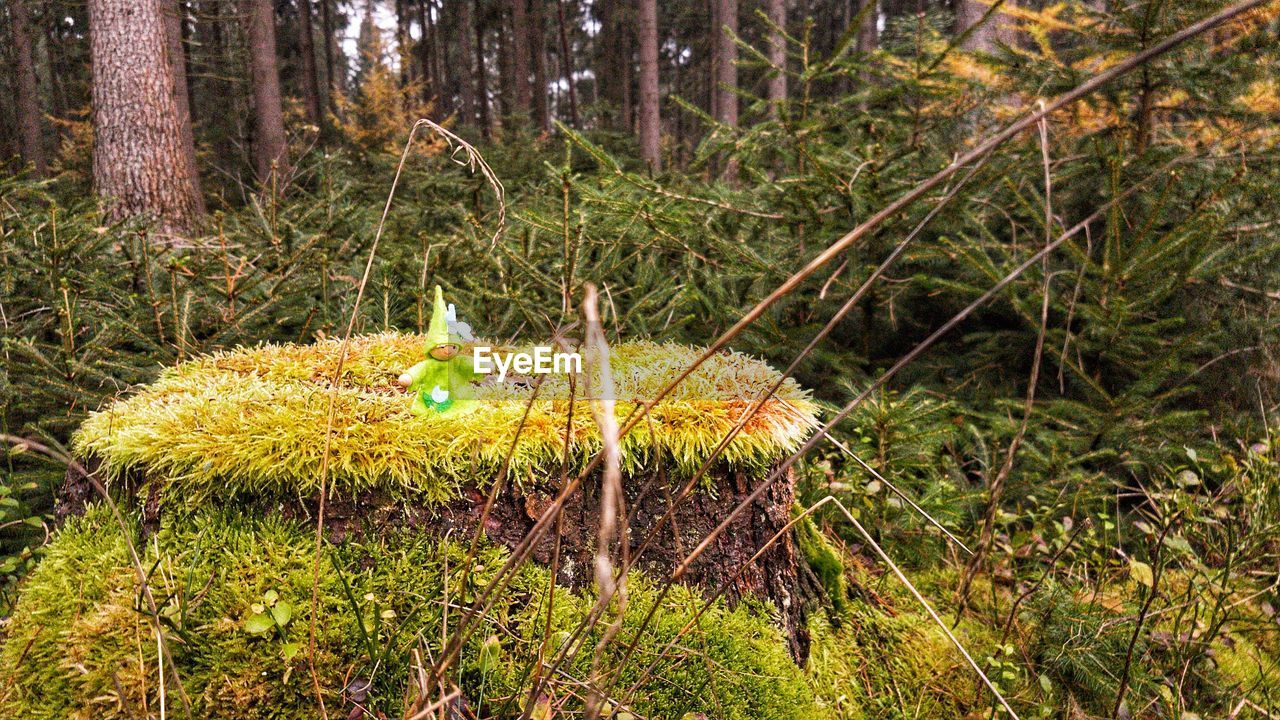 CLOSE-UP OF MUSHROOMS GROWING ON LAND