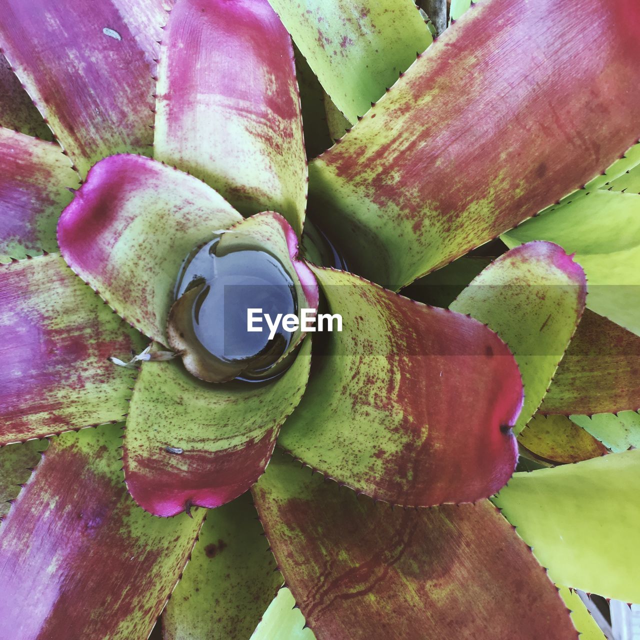 CLOSE-UP OF PRICKLY PEAR CACTUS IN BLOOM