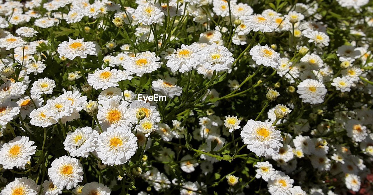 flower, flowering plant, plant, freshness, beauty in nature, fragility, tanacetum parthenium, growth, white, flower head, petal, nature, close-up, daisy, inflorescence, no people, day, high angle view, botany, meadow, field, outdoors, full frame, land, yellow, wildflower, abundance, springtime