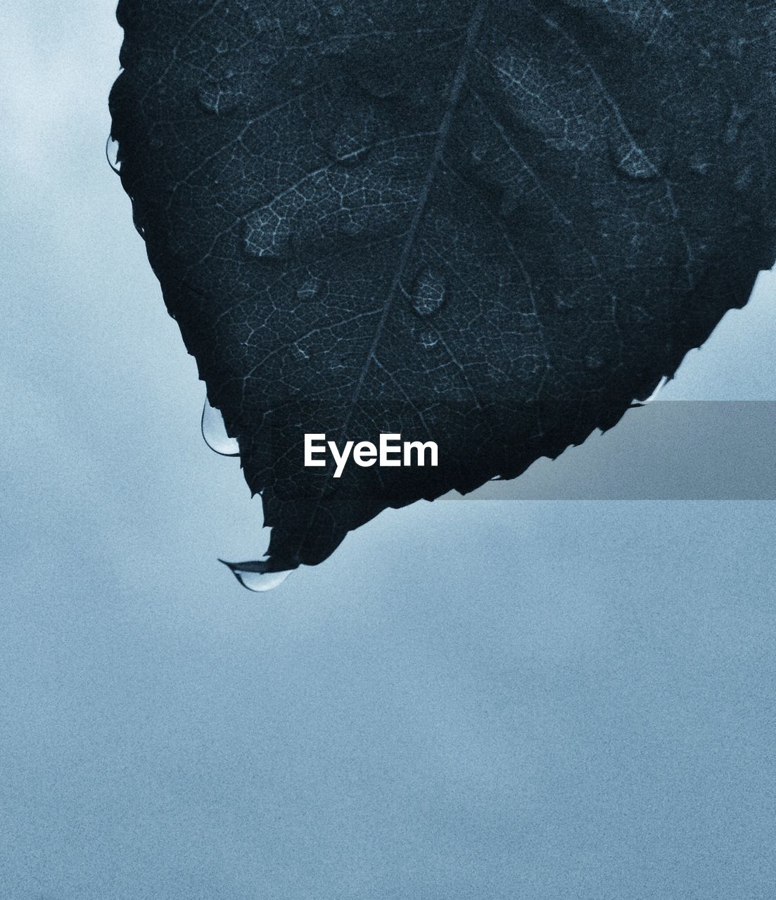 Detail shot of water drops on leaf against clear sky