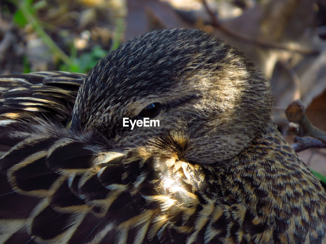 CLOSE-UP OF PEACOCK