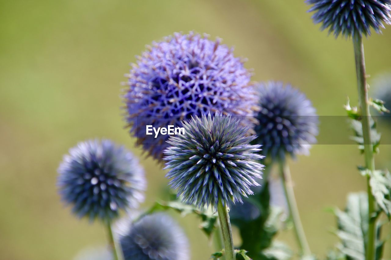 flower, flowering plant, plant, freshness, beauty in nature, close-up, purple, inflorescence, flower head, fragility, nature, growth, thistle, macro photography, no people, focus on foreground, wildflower, food, petal, outdoors, day, food and drink, selective focus, botany, plant stem, blossom