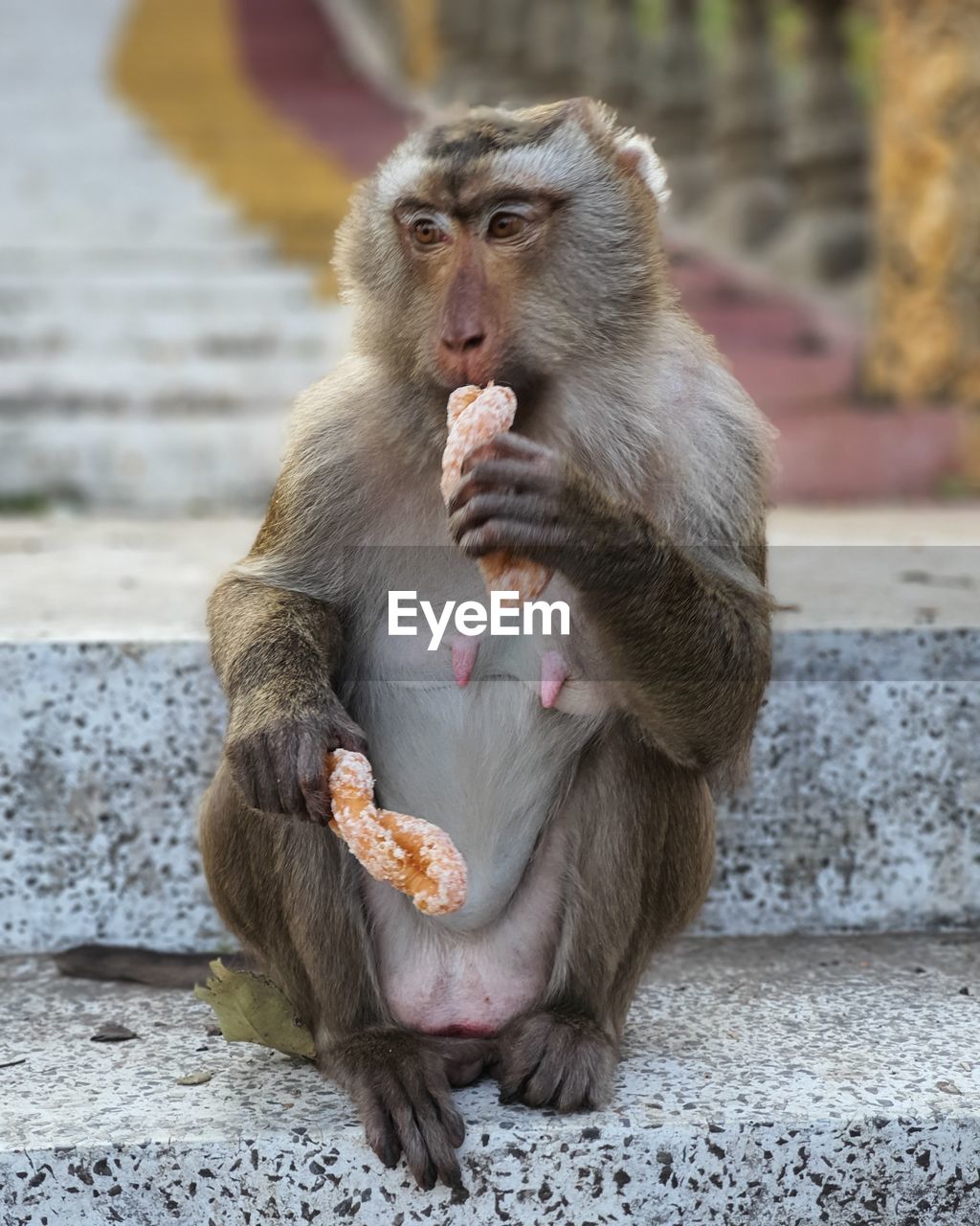 A monkey is eating food.