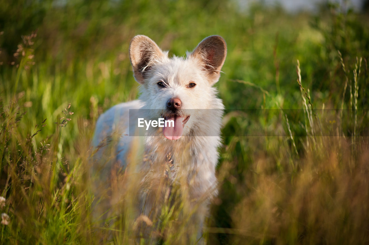 Portrait of dog on grassy field