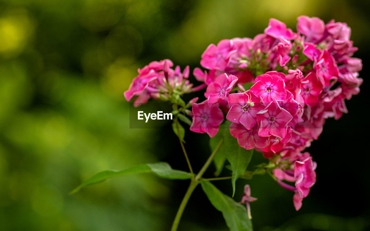 Close-up of pink flowering plant