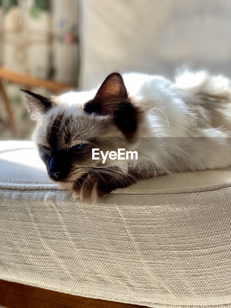 Ragdoll cat on a chair 