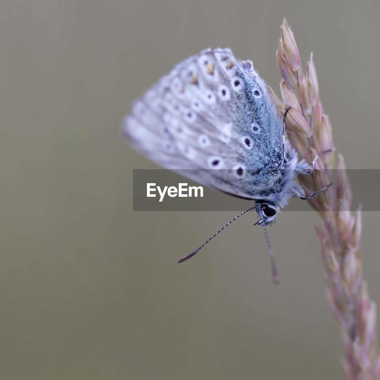 BUTTERFLY POLLINATING FLOWER