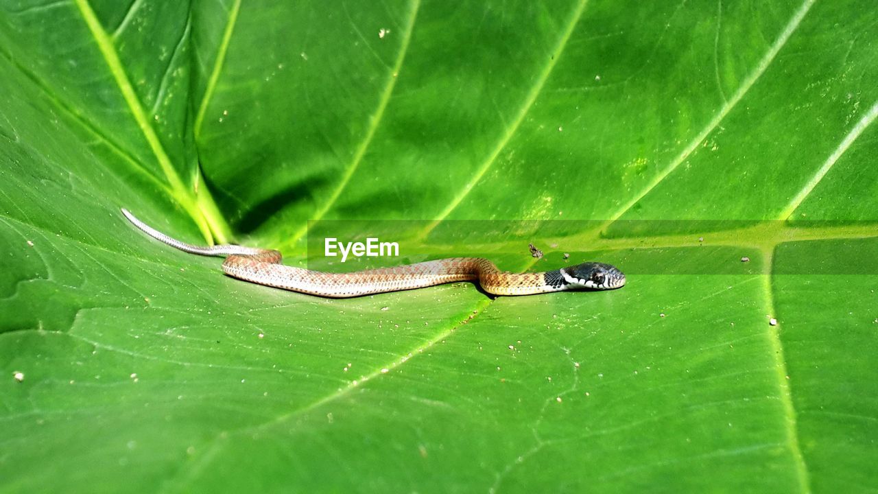 Close-up of baby snake on green leaves