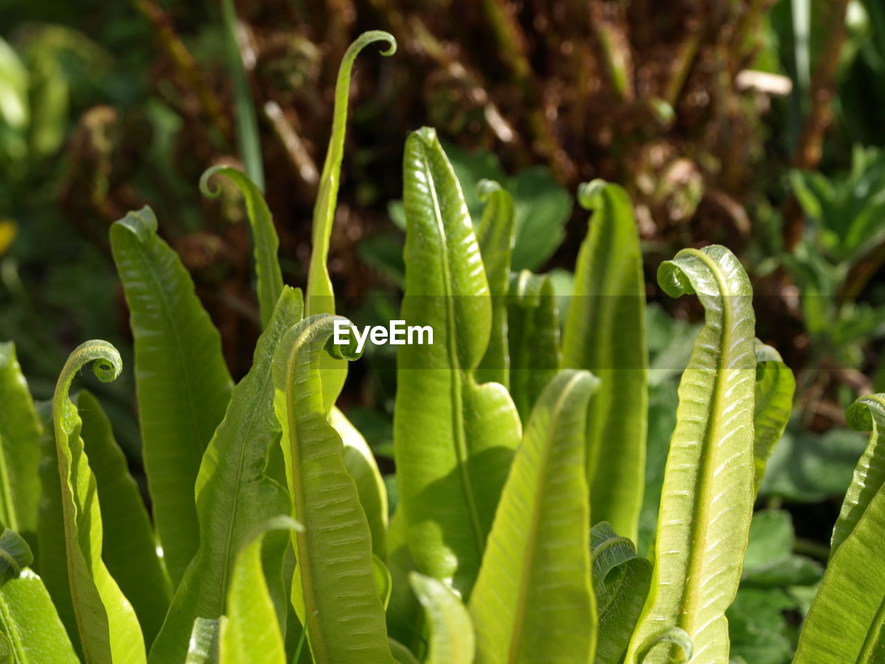 CLOSE-UP OF GREEN LEAVES