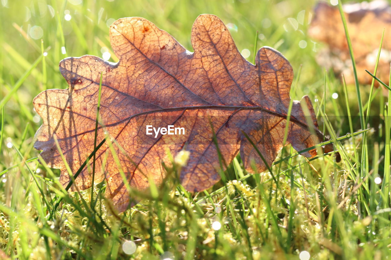 CLOSE-UP OF DRY MAPLE LEAVES ON GRASS