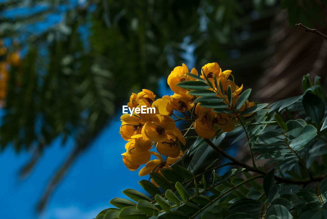 Close-up of yellow flowers blooming outdoors