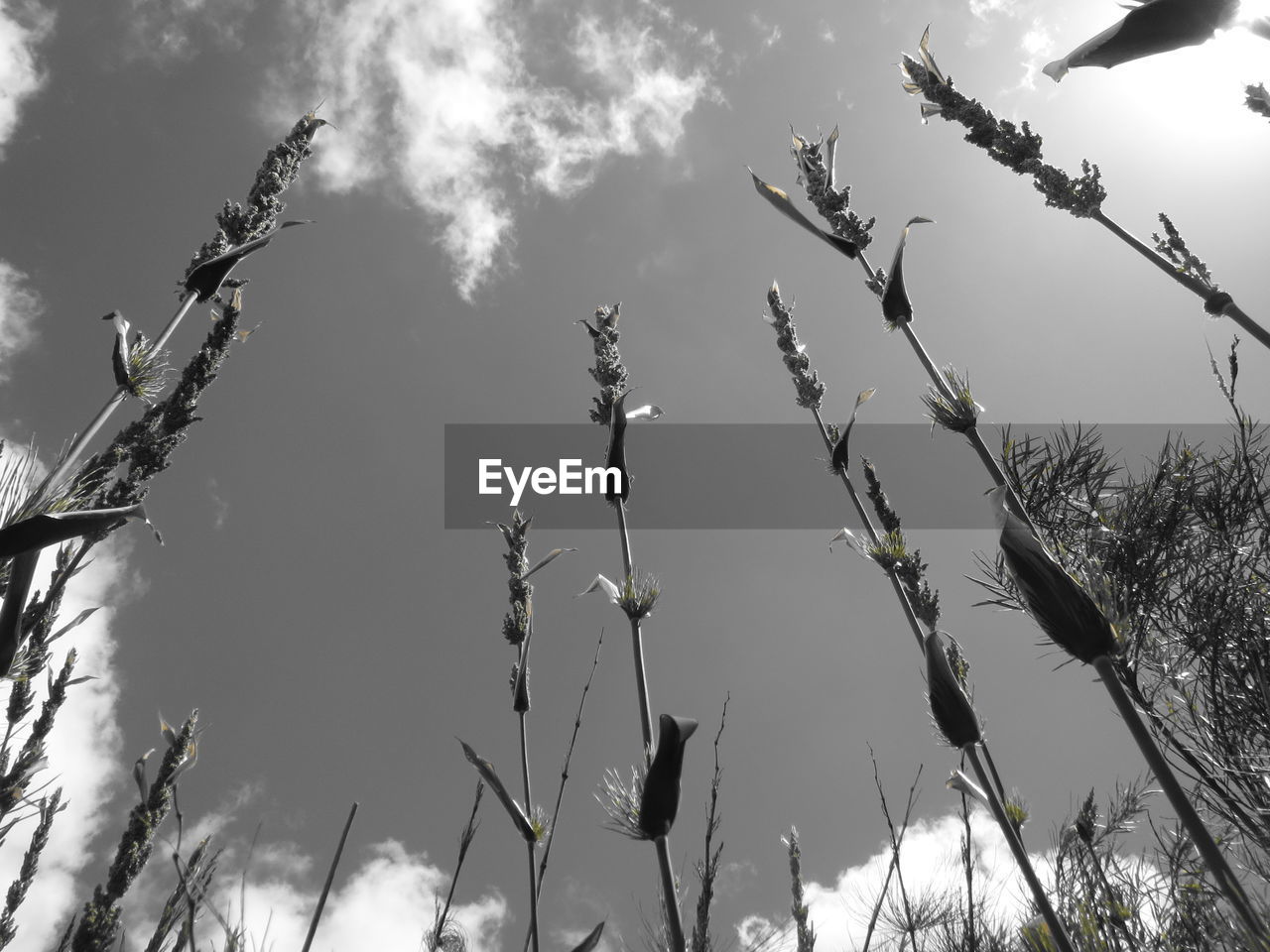 LOW ANGLE VIEW OF FLOWERS ON TREE BRANCH