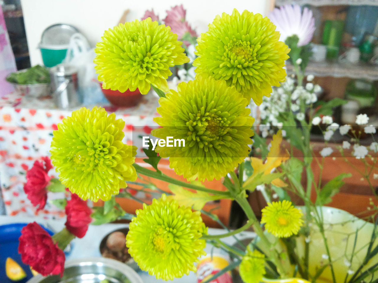 CLOSE-UP OF YELLOW FLOWERS