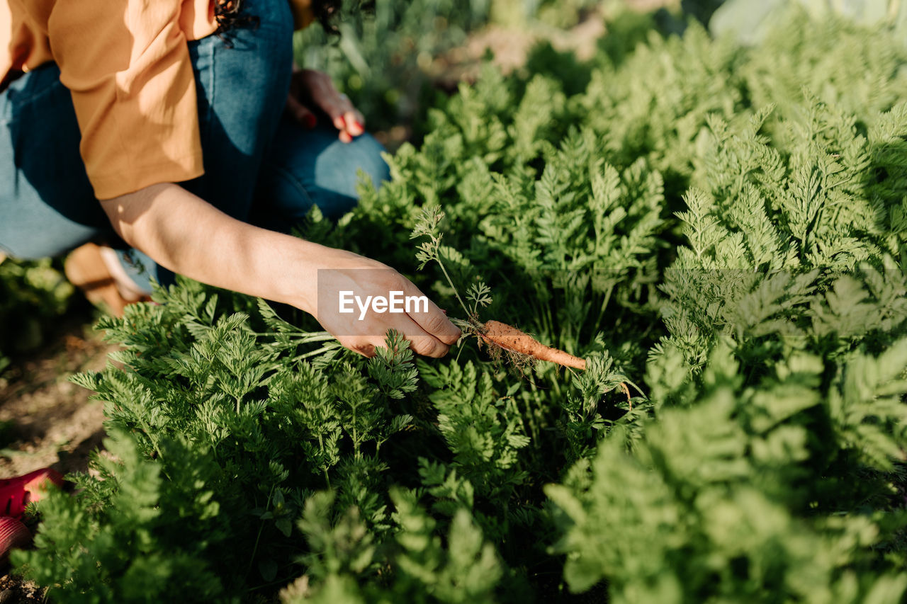 Midsection of woman picking carrots