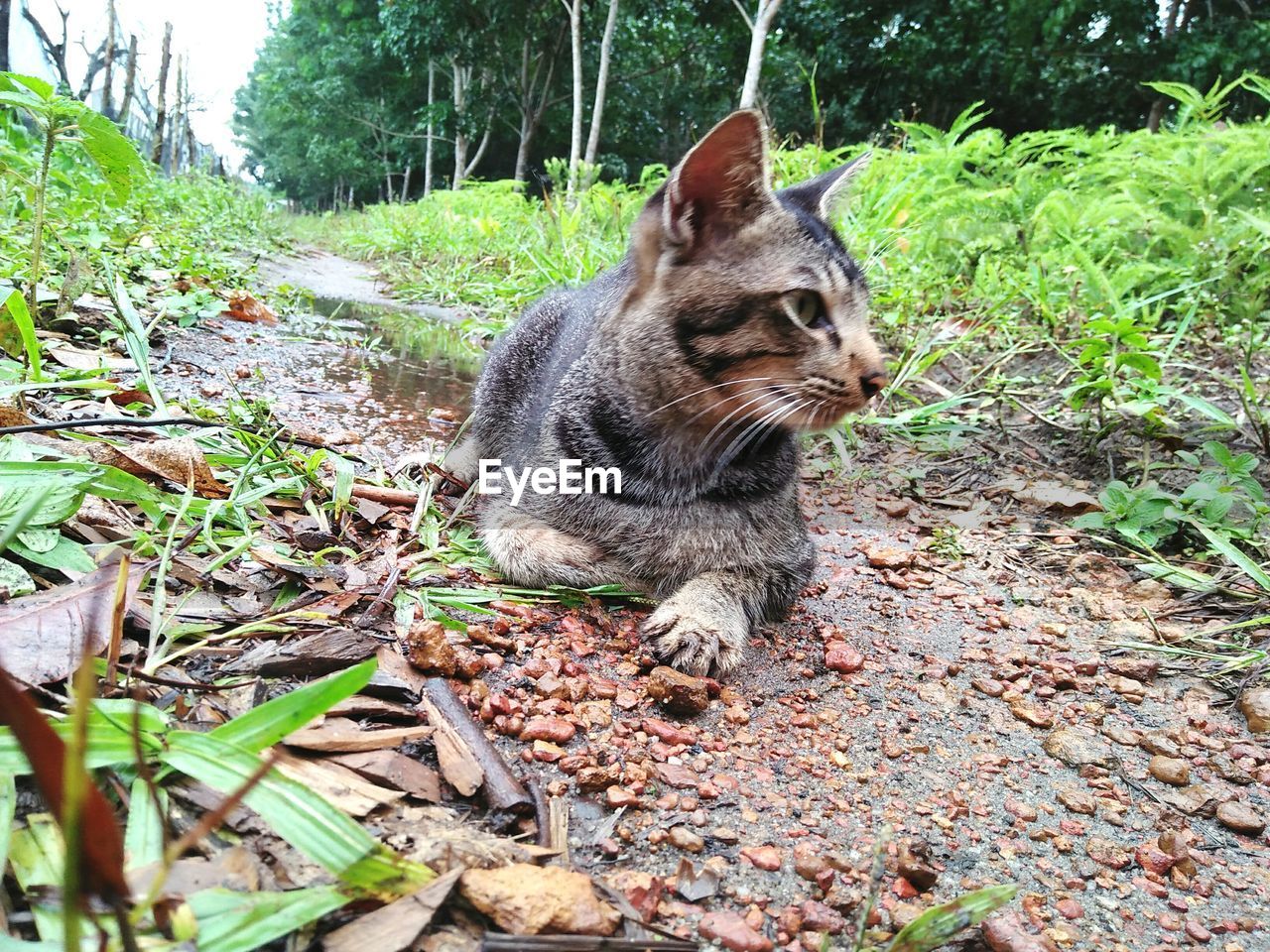 CAT LOOKING AWAY