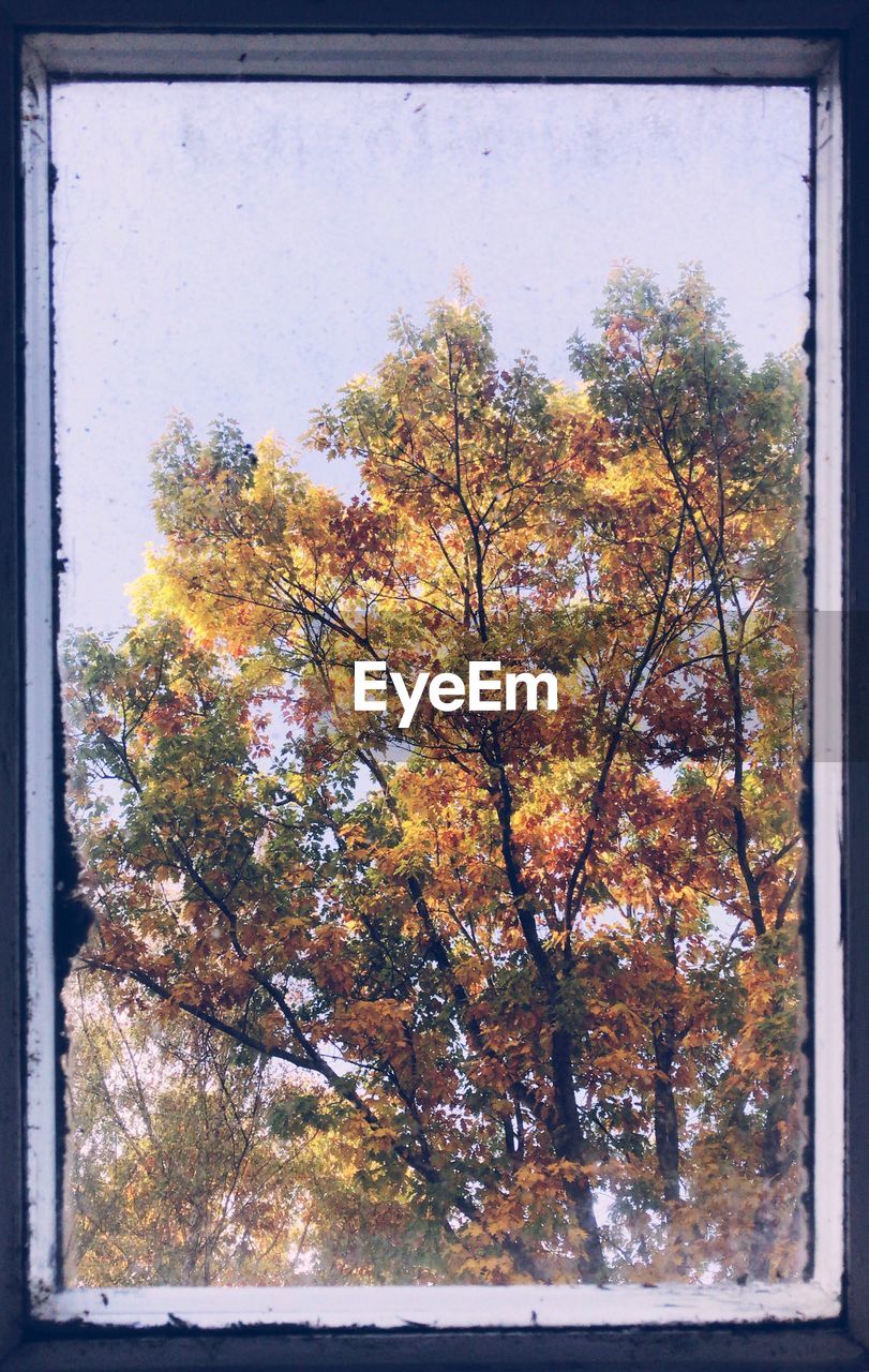 LOW ANGLE VIEW OF TREE AGAINST SKY DURING AUTUMN