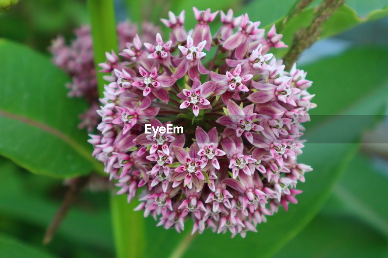 CLOSE-UP OF PINK FLOWERS