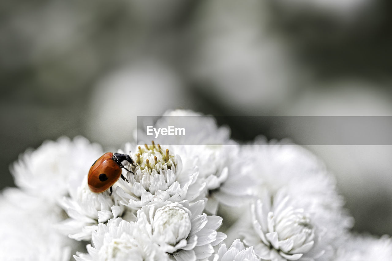 Close-up of ladybug pollinating on white flower