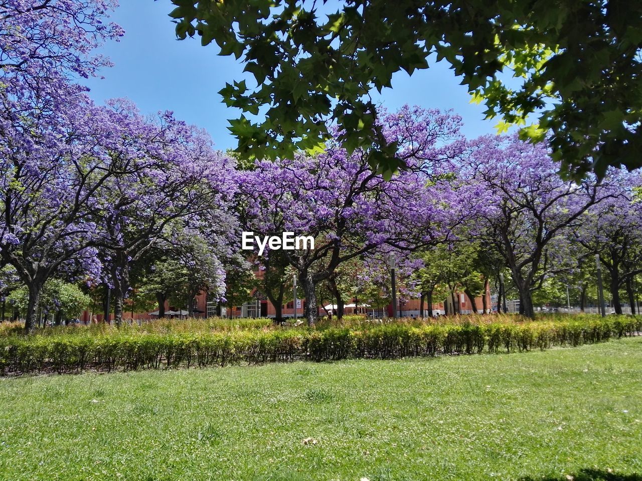 Trees on field against sky