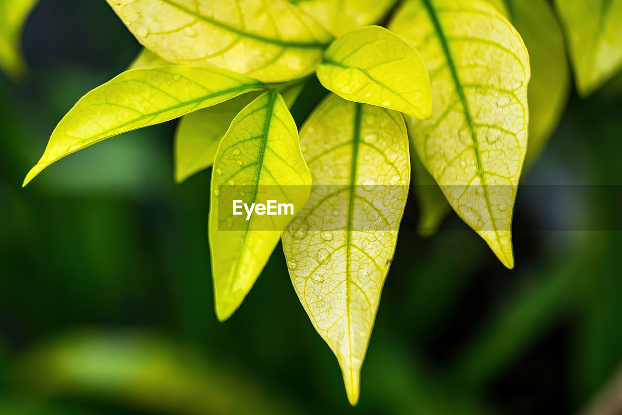 CLOSE-UP OF LEAVES