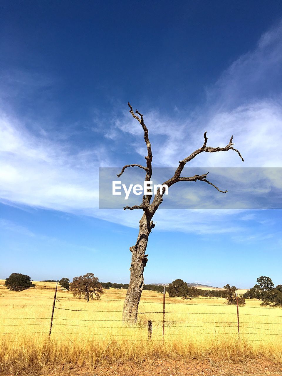 Bare tree on field against sky