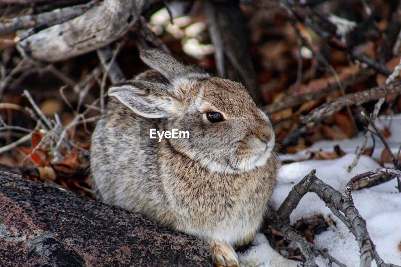 Close-up of rabbit on field