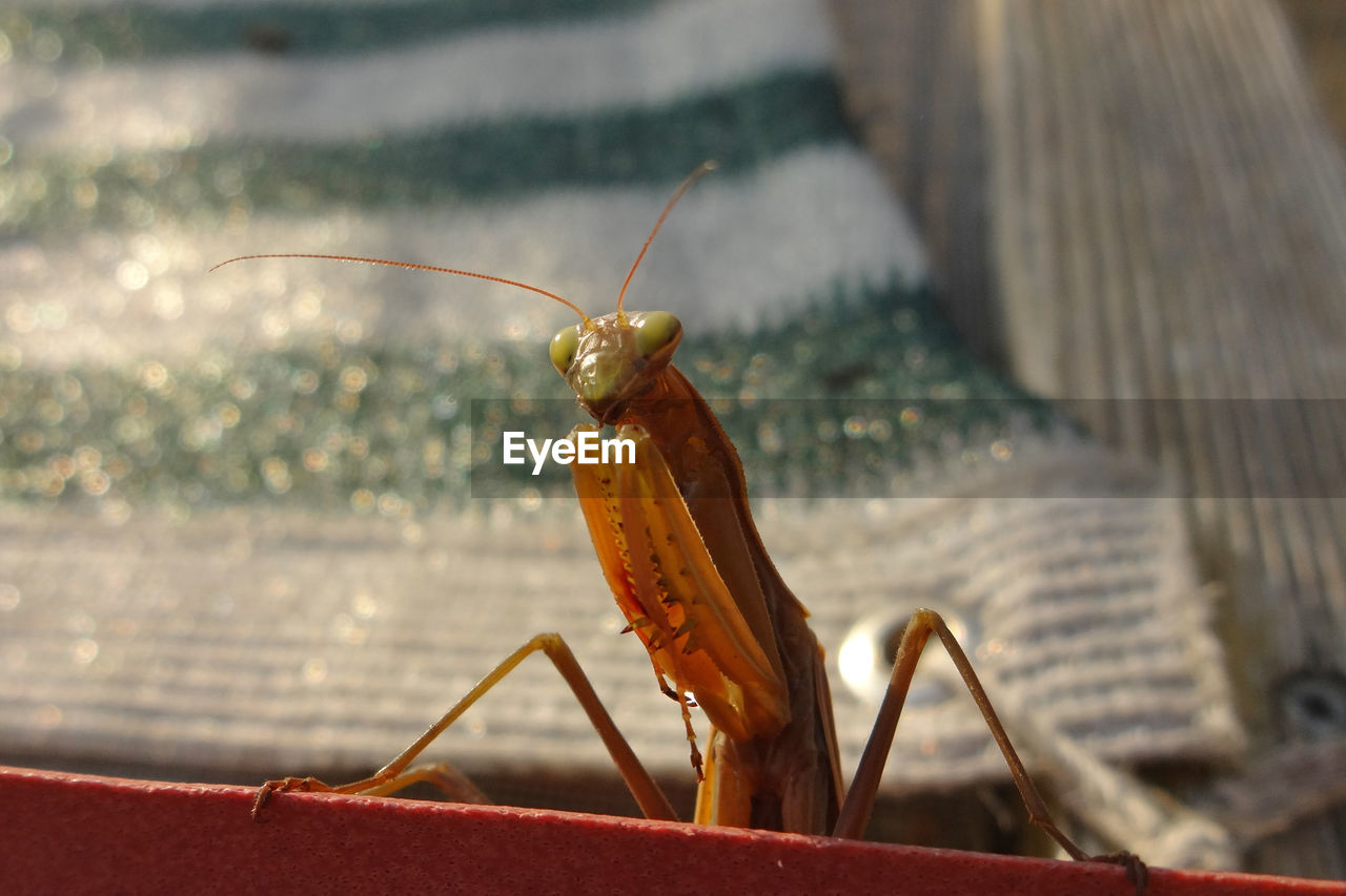Close-up of a praying mantis in garden